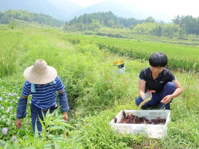 喜报！三位“徽姑娘”获得“全国粮食生产先进个人